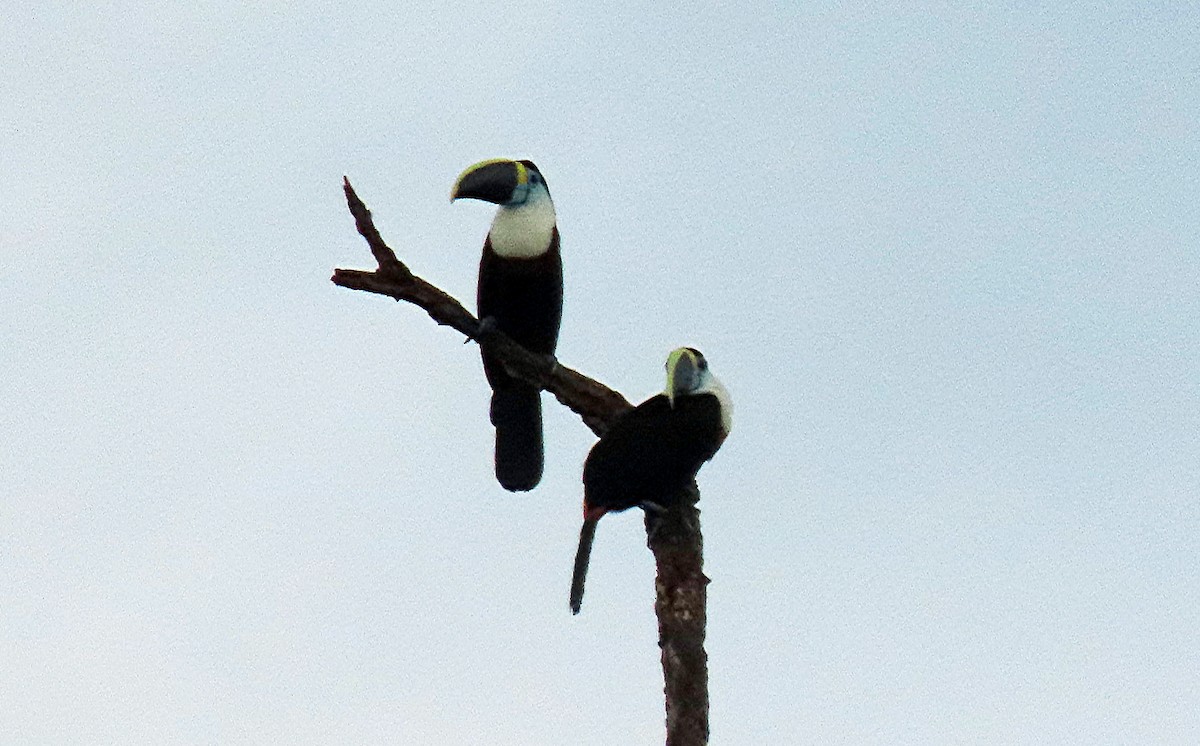 Channel-billed Toucan - ML613036851