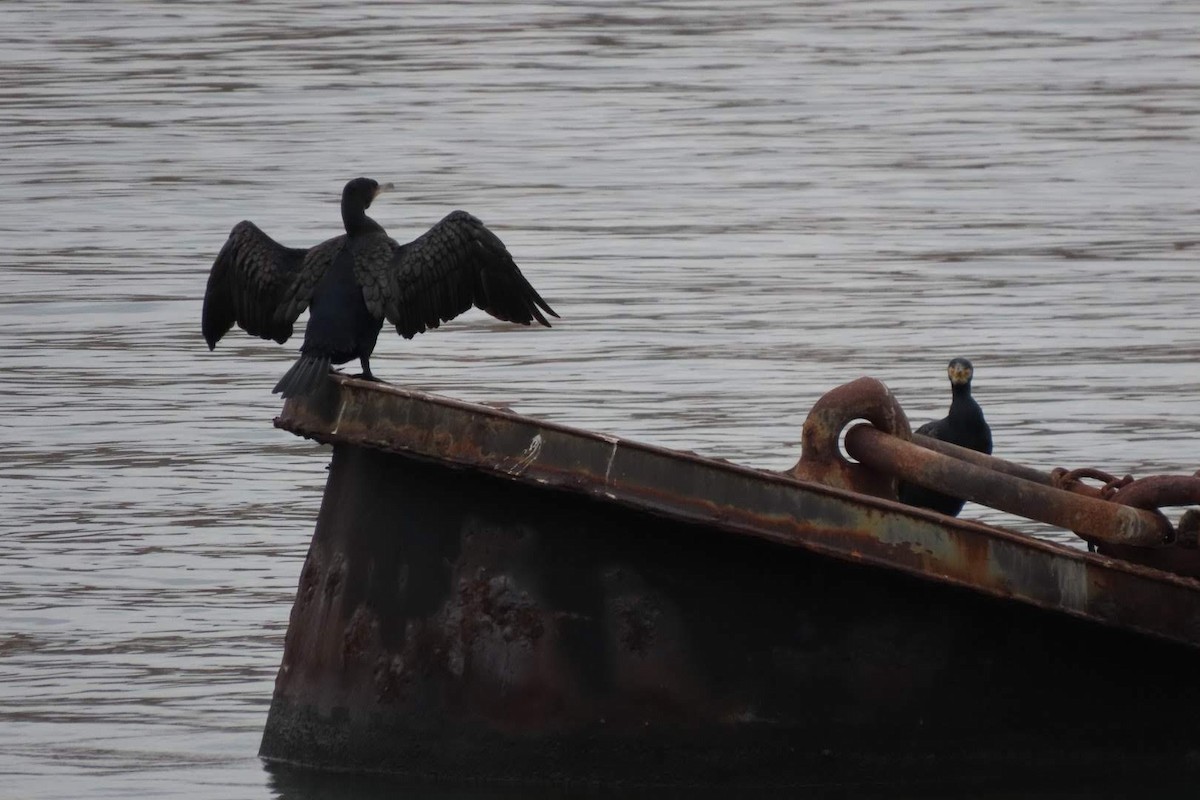 Great Cormorant - ML613036870