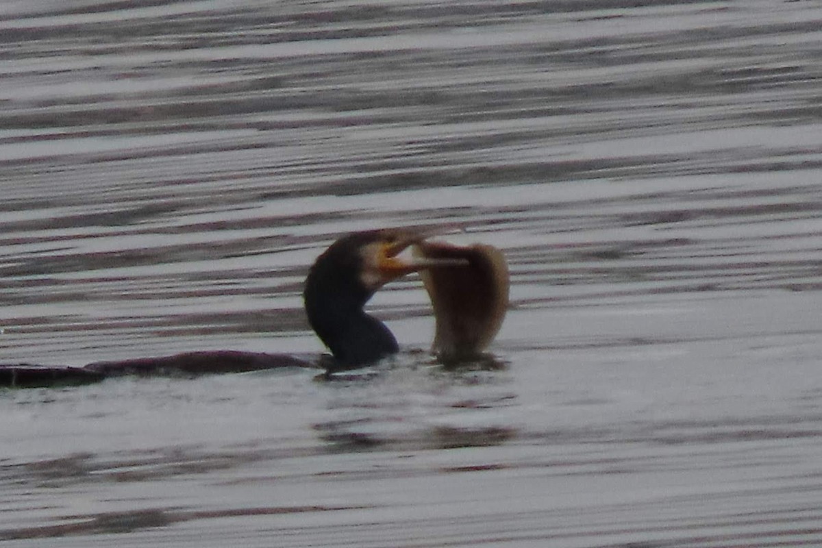 Great Cormorant - Rosa Benito Madariaga