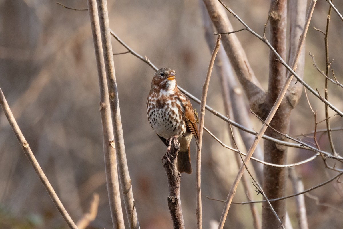 Fox Sparrow (Red) - ML613036876