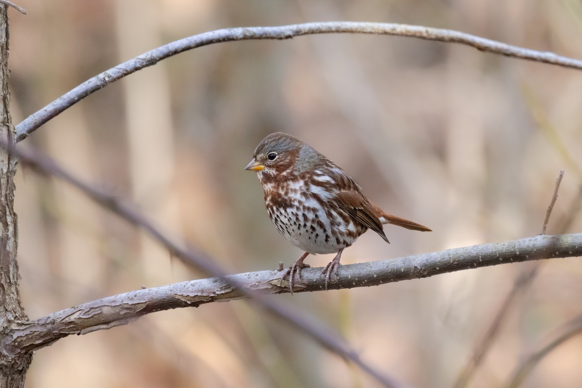 Fox Sparrow (Red) - Andy Wilson