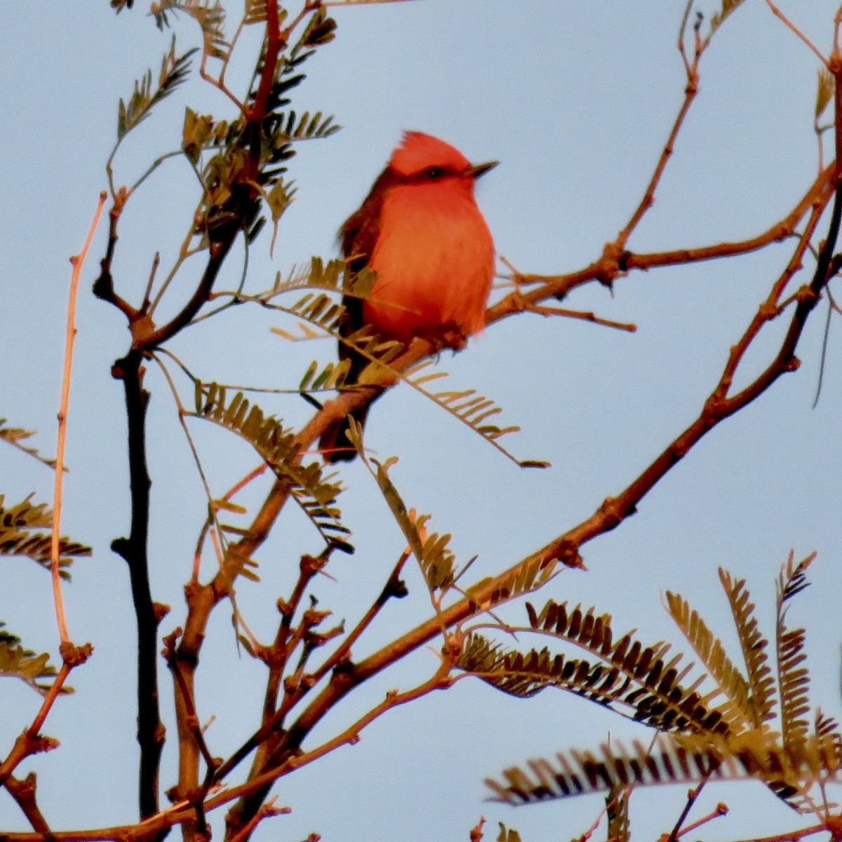 Vermilion Flycatcher - ML613036900