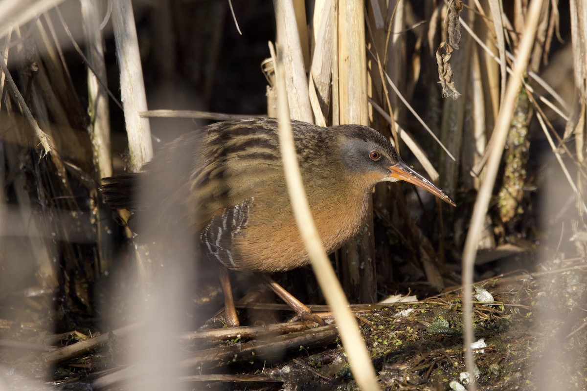 Virginia Rail - ML613036991