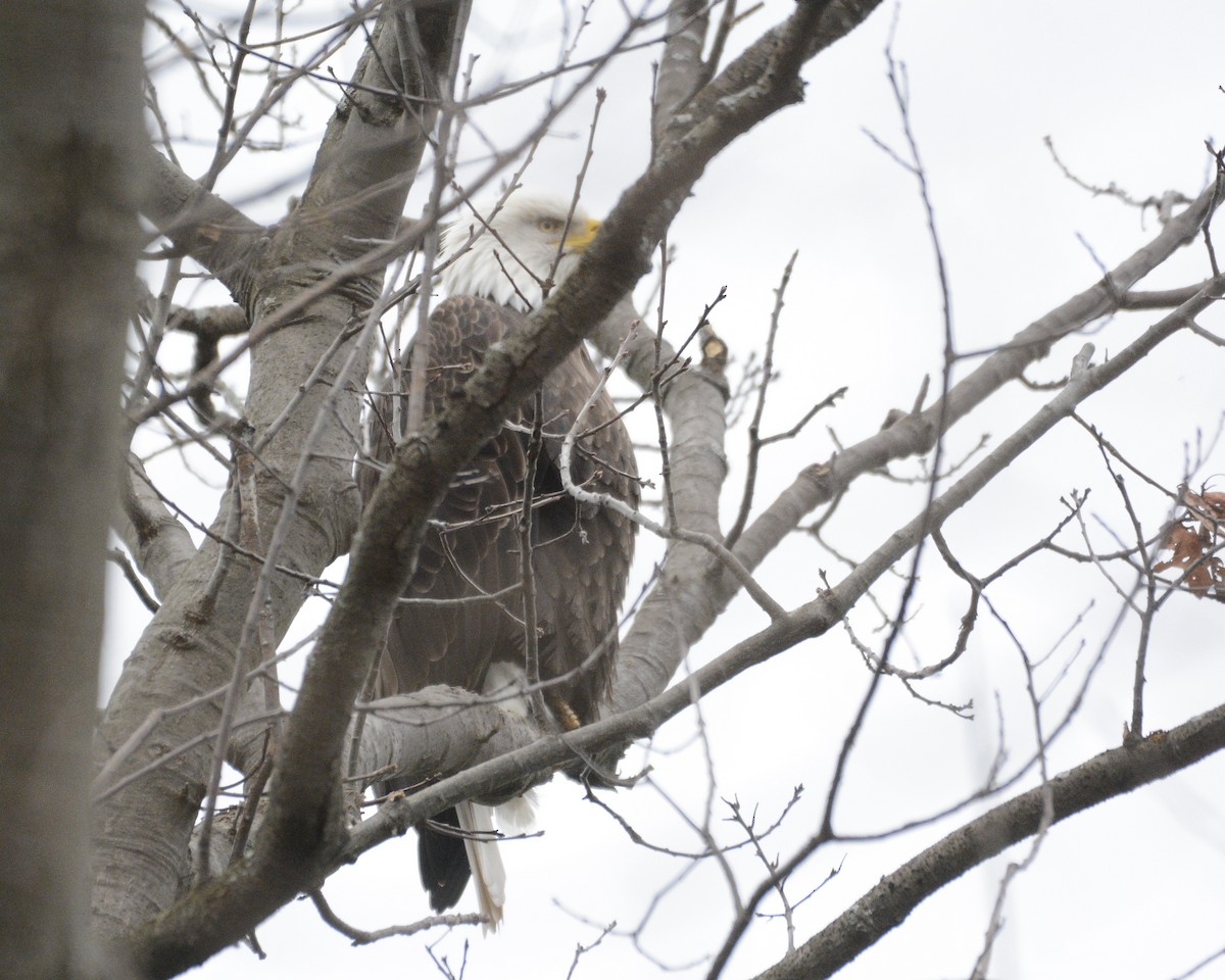 Bald Eagle - ML613036995