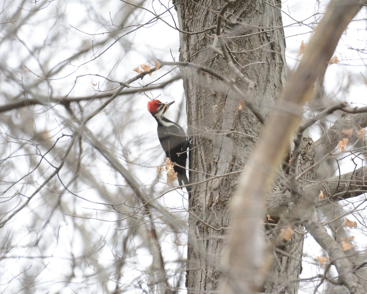 Pileated Woodpecker - ML613037005