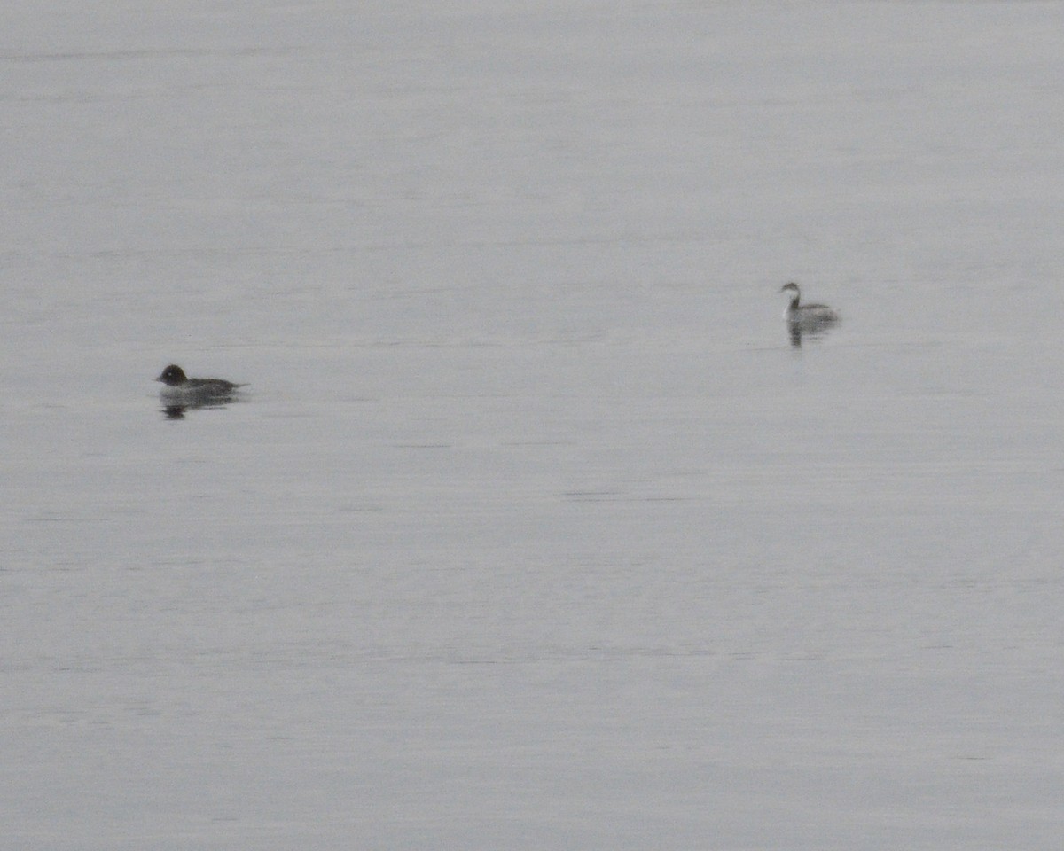 Horned Grebe - ML613037046