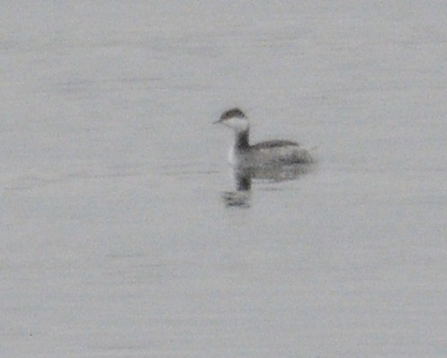 Horned Grebe - David Kennedy