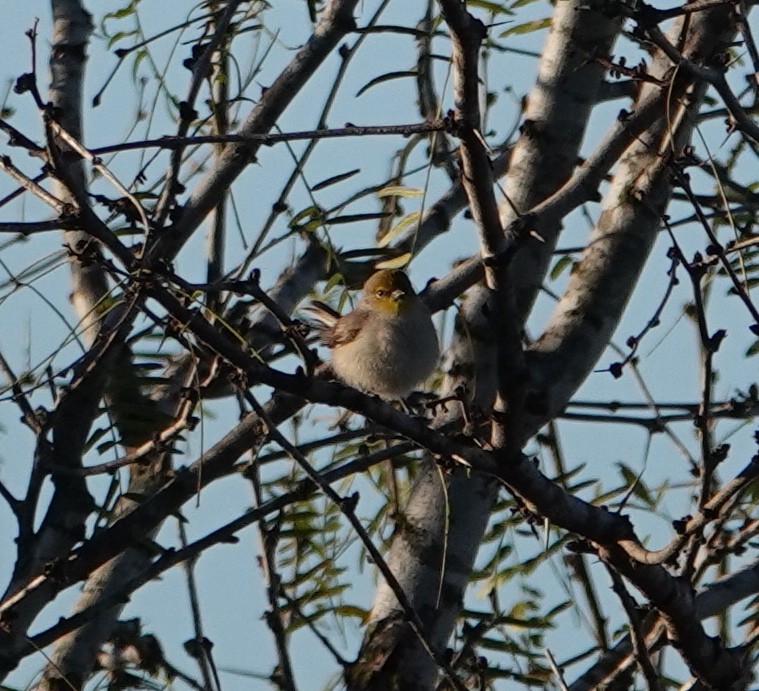 Verdin - ML613037103