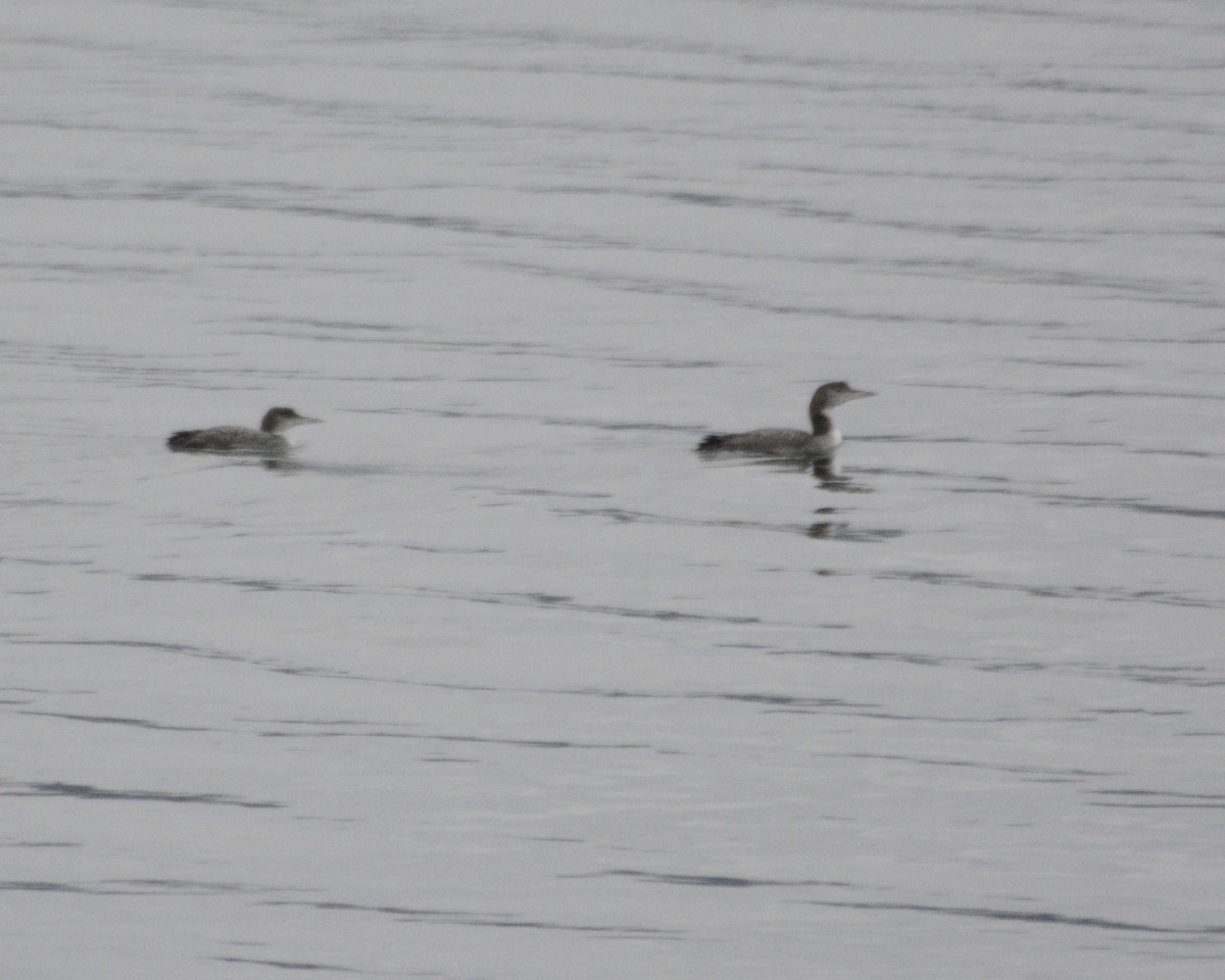 Common Loon - ML613037108