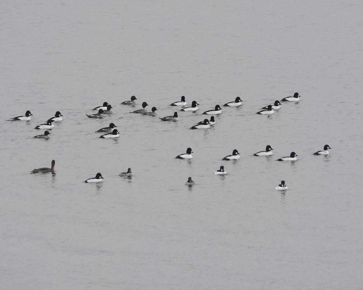 Common Goldeneye - ML613037185