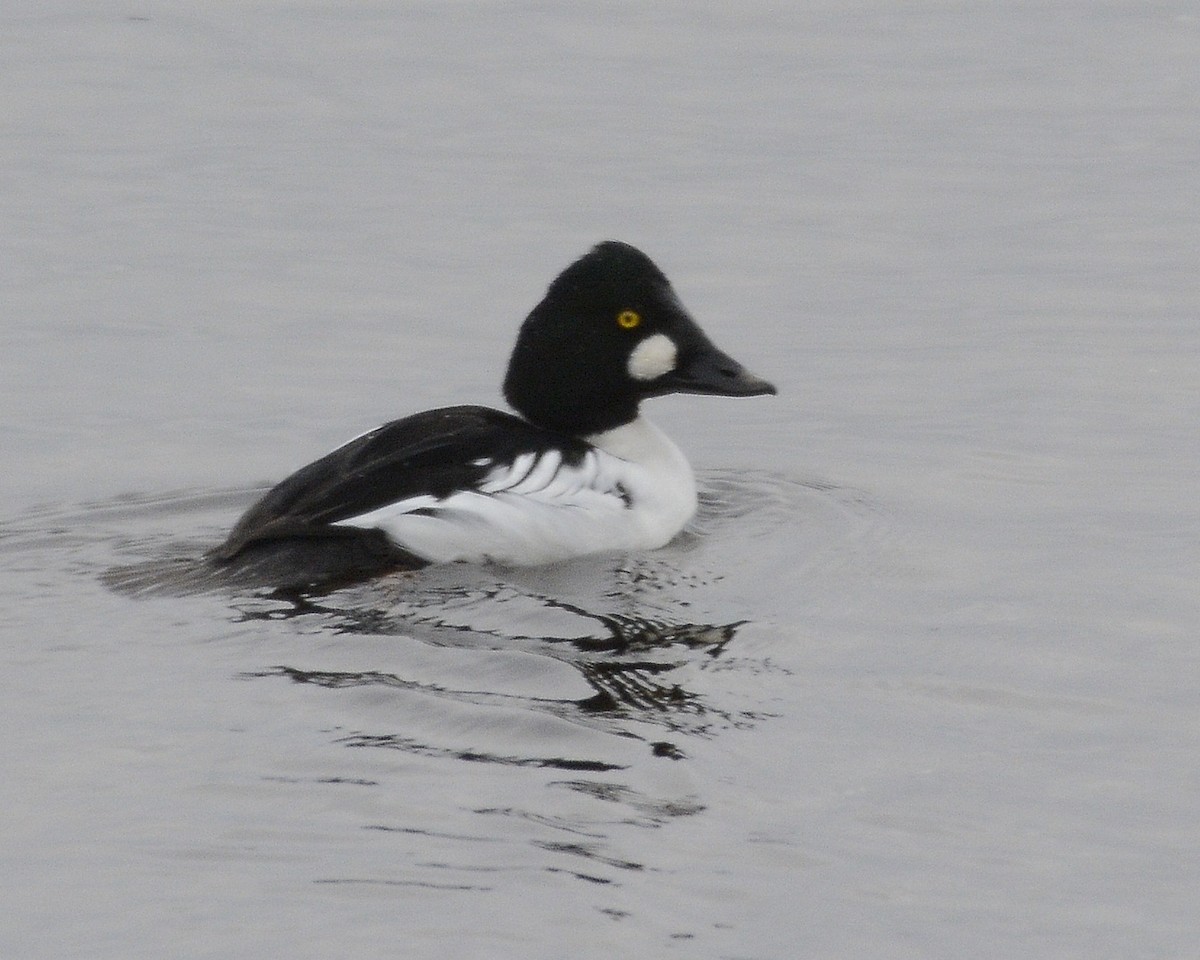 Common Goldeneye - ML613037269