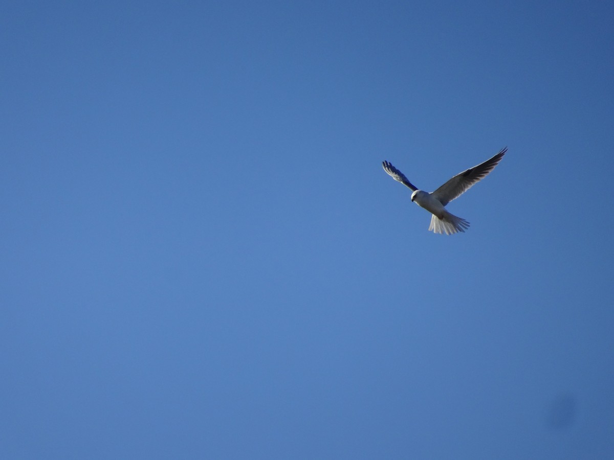 White-tailed Kite - ML613037288