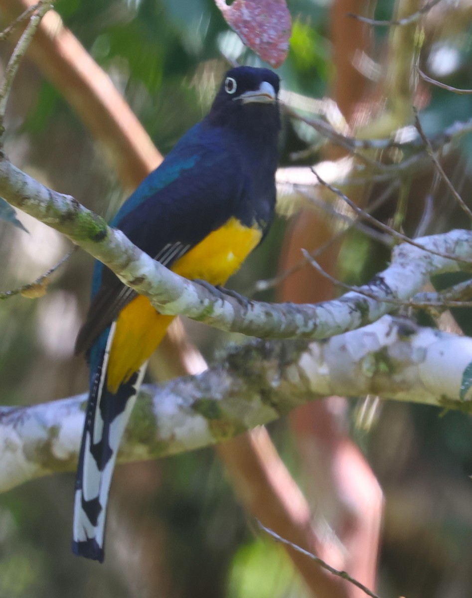 trogon zelenohřbetý - ML613037341