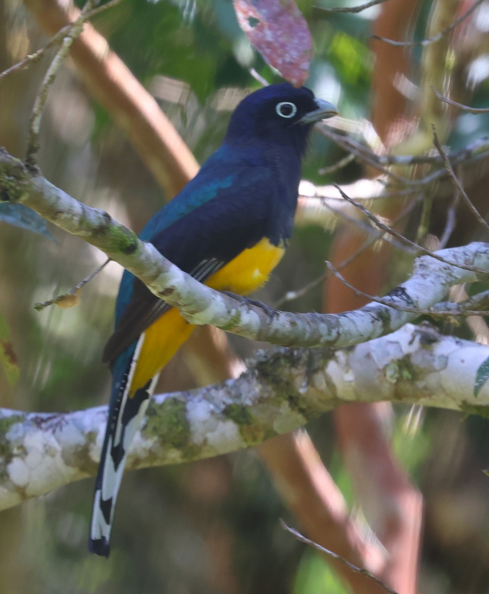 trogon zelenohřbetý - ML613037343