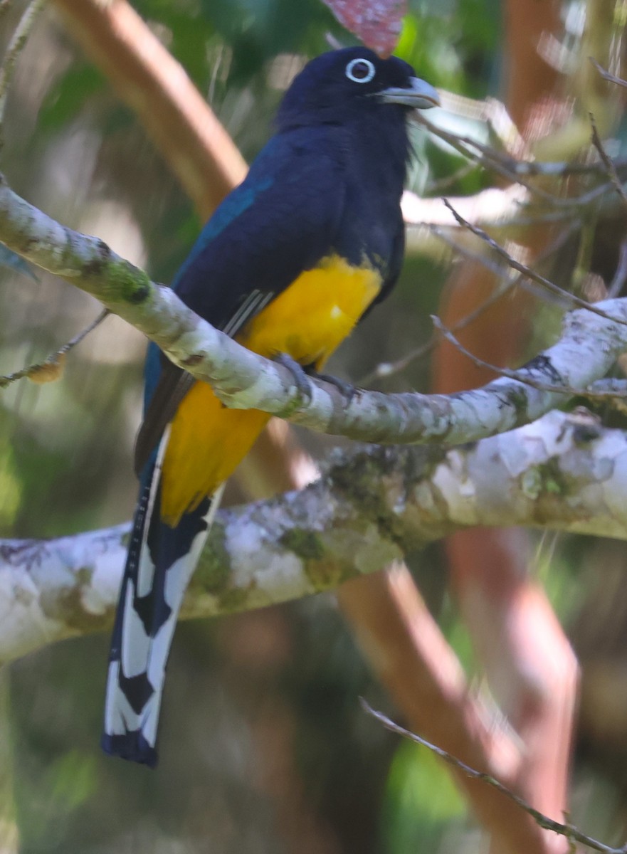 trogon zelenohřbetý - ML613037344