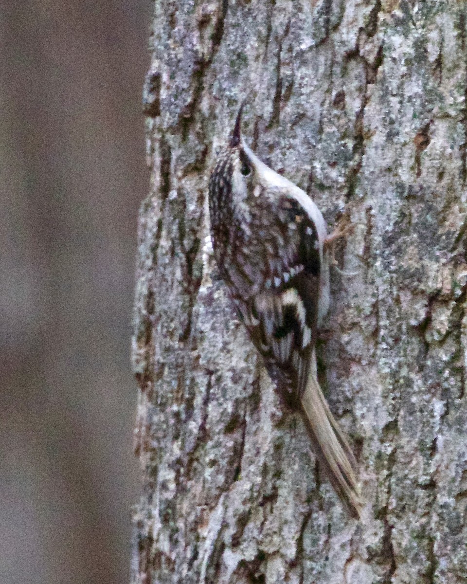 Brown Creeper - ML613037408