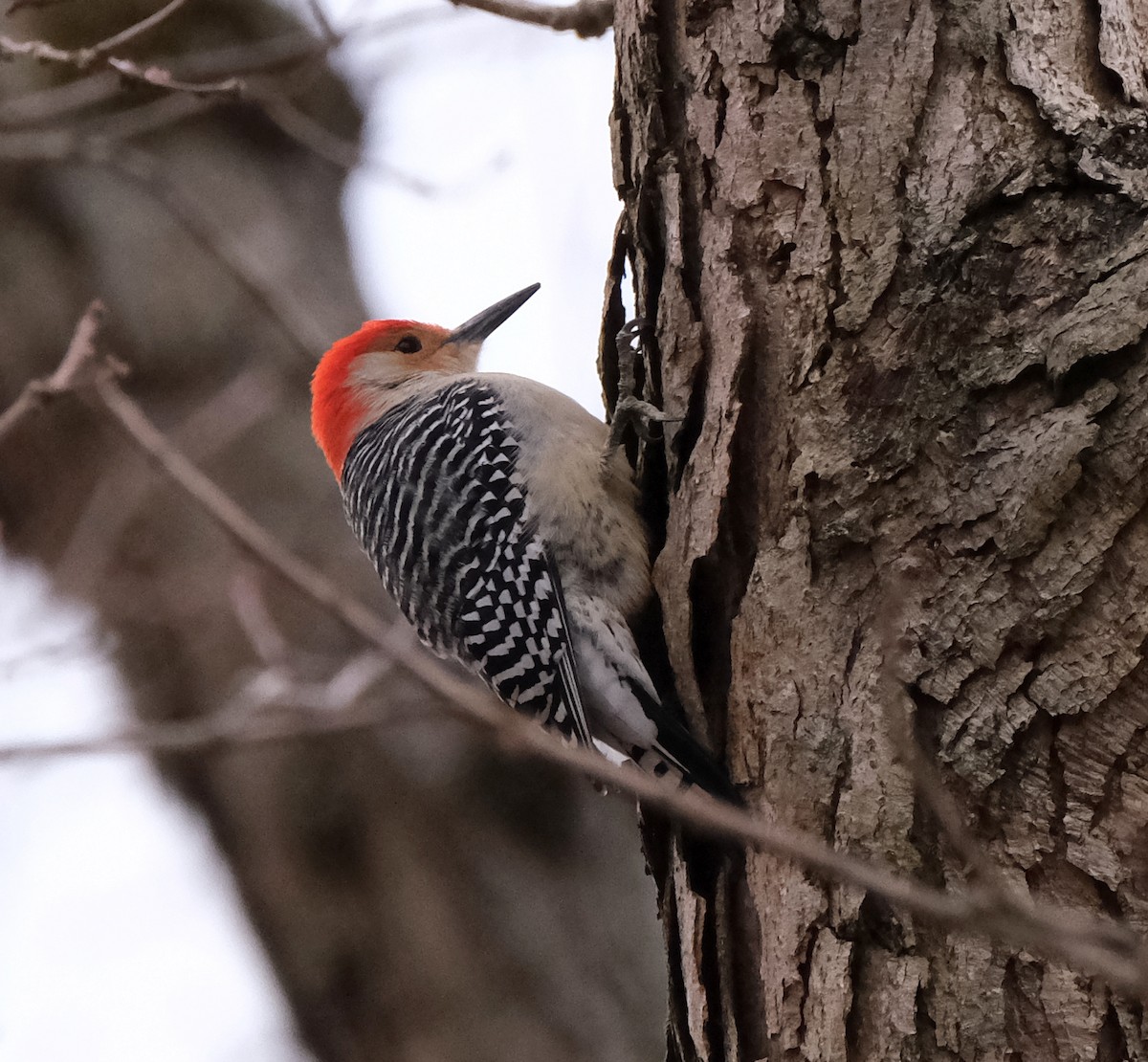 Red-bellied Woodpecker - Steve Wagner