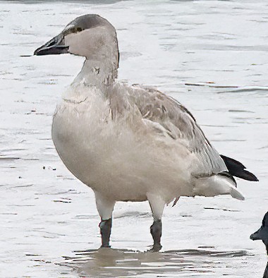 Snow Goose - ML613037426