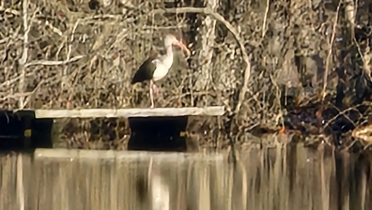 White Ibis - Rich Cumming