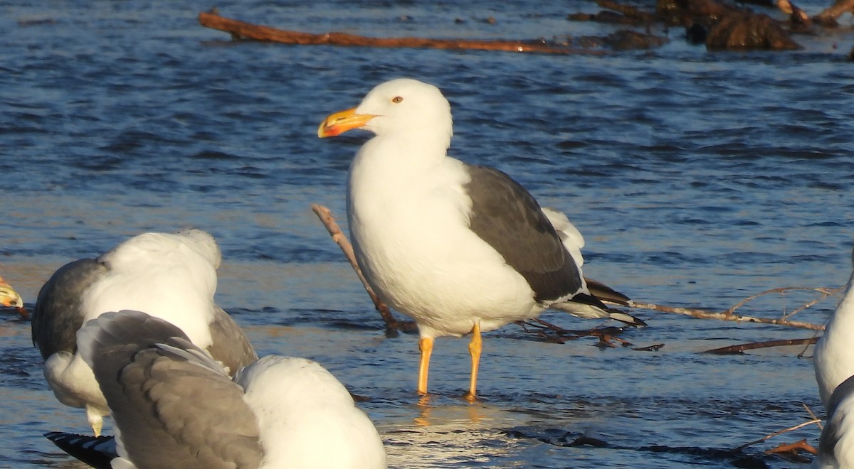 Yellow-footed Gull - ML613037504