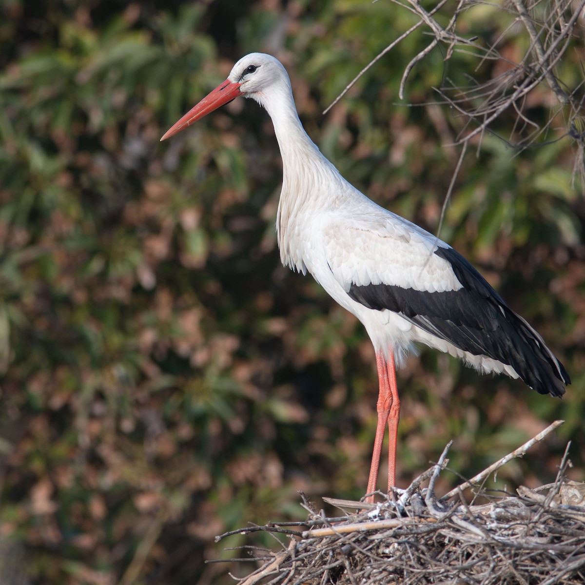 stork - ML613037552