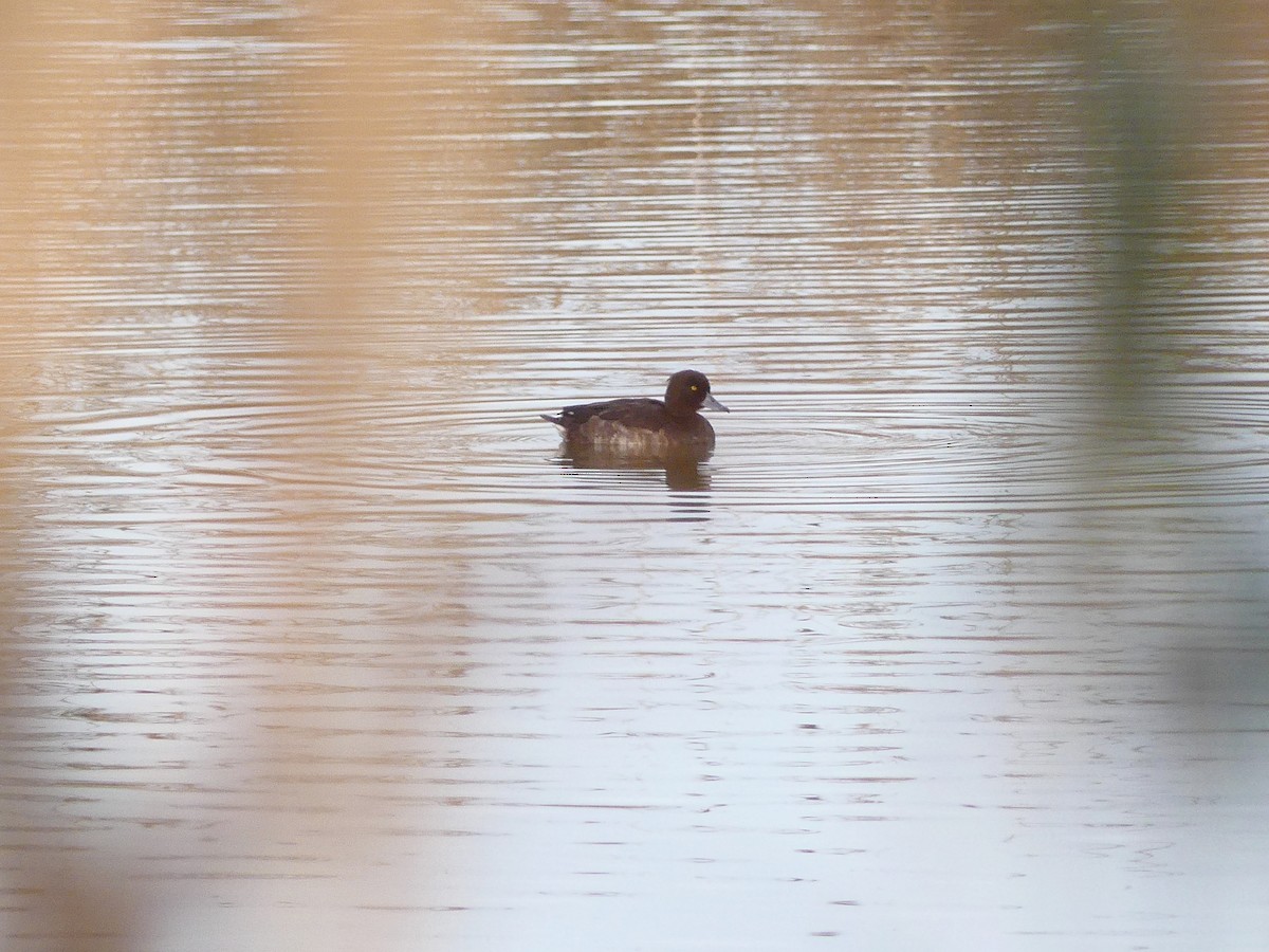 Tufted Duck - Lorenzo Cocco