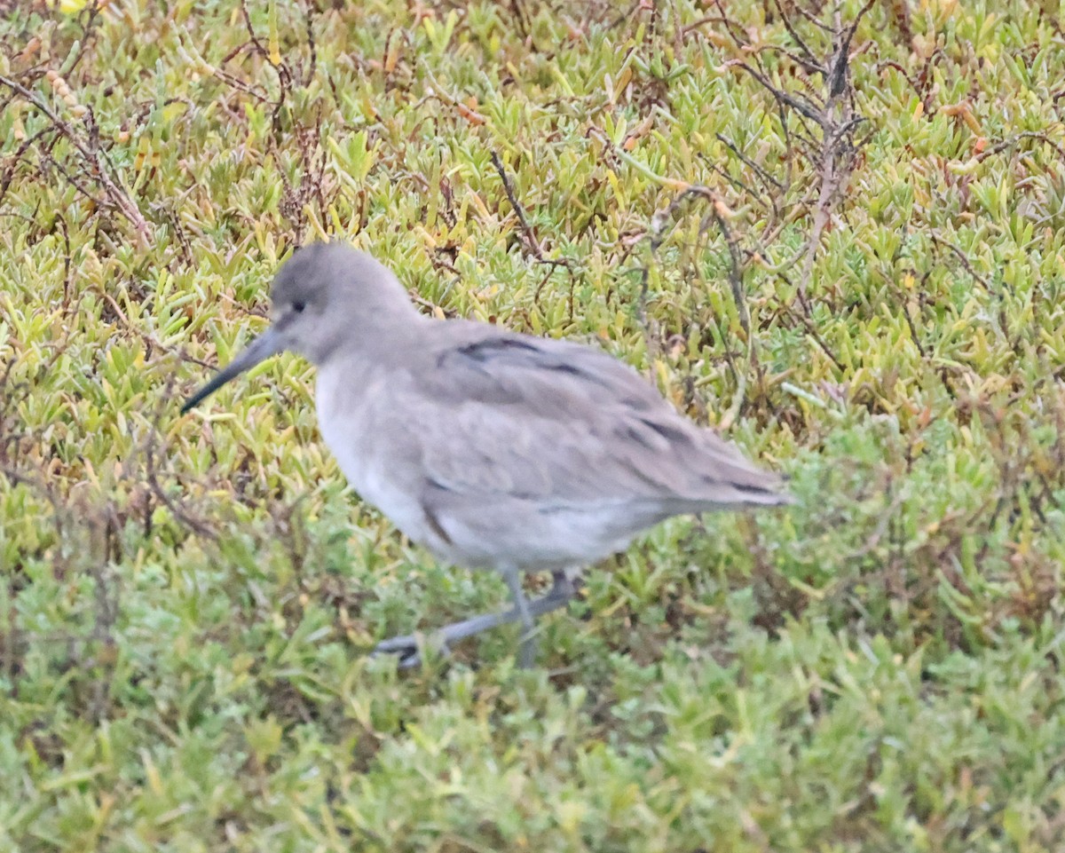 Willet - ML613037564