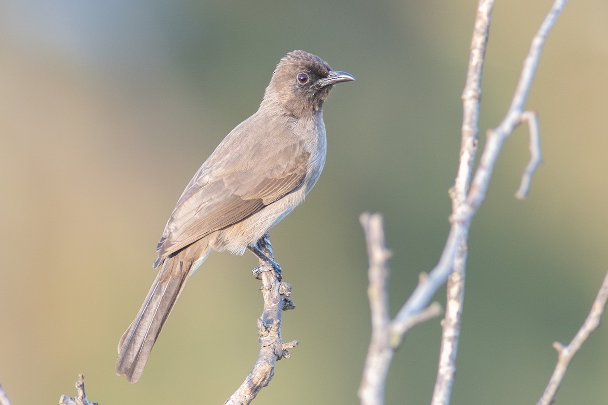 Common Bulbul - ML613037574