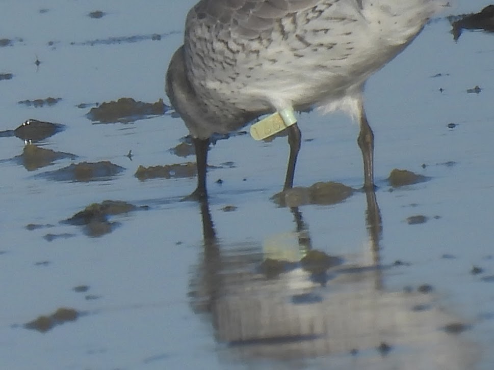 Red Knot - ML613037610