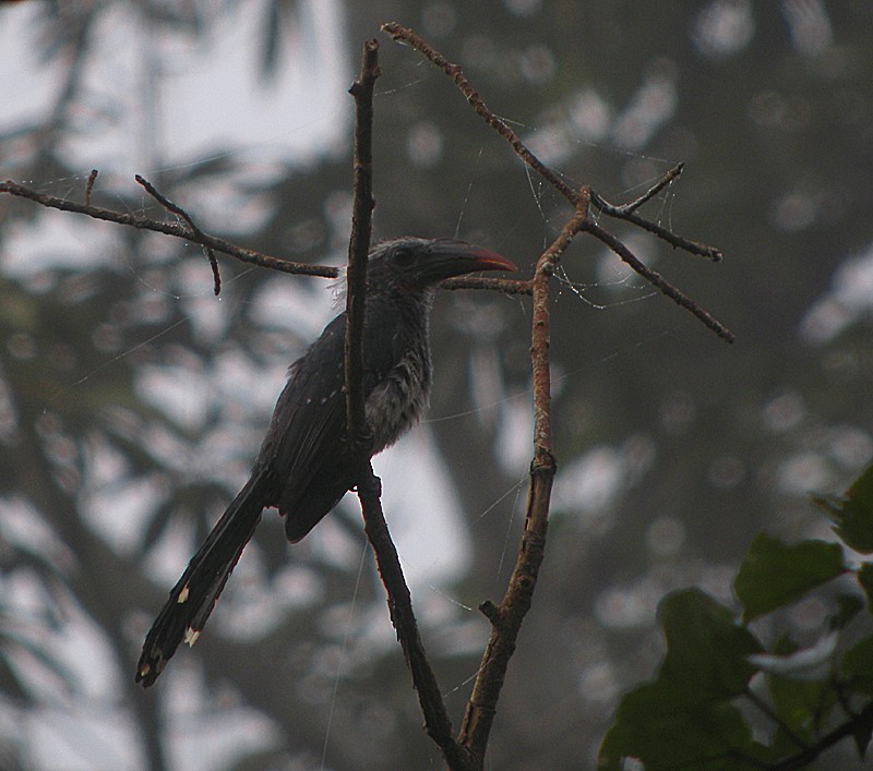 Western Dwarf Hornbill - ML613037674