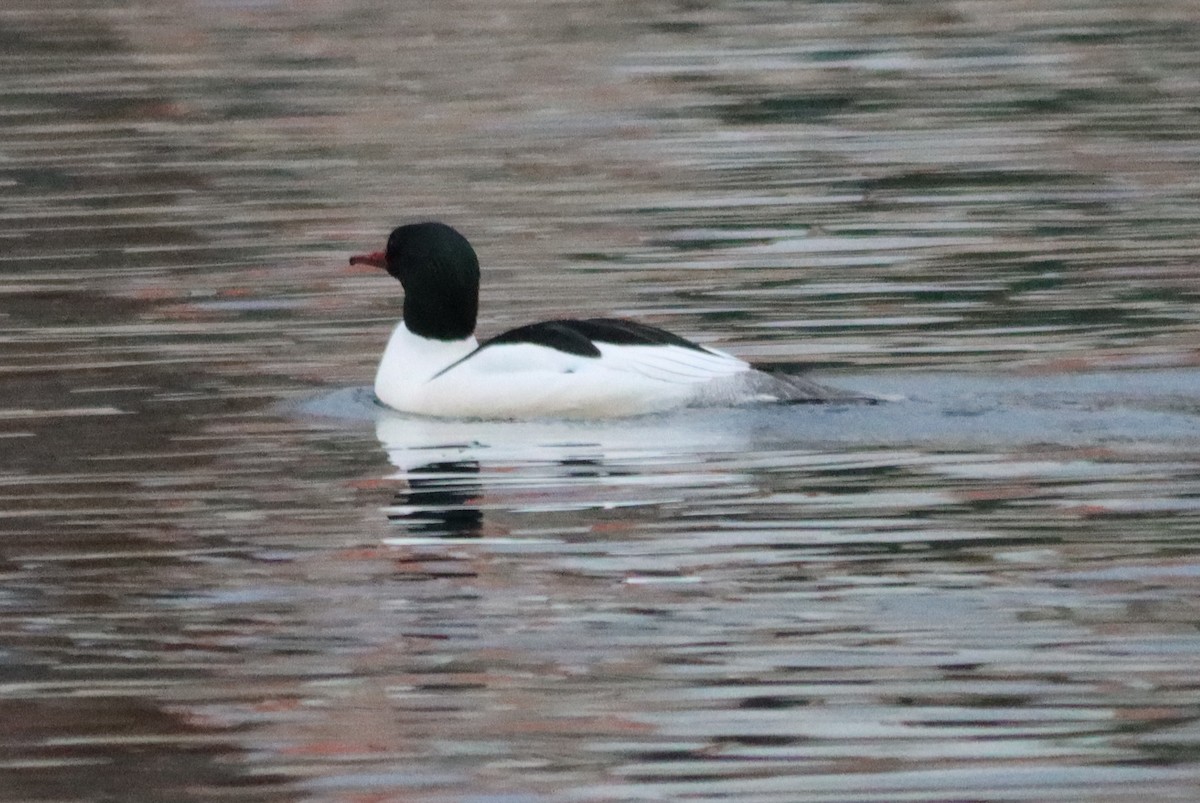 Common Merganser - ML613037823