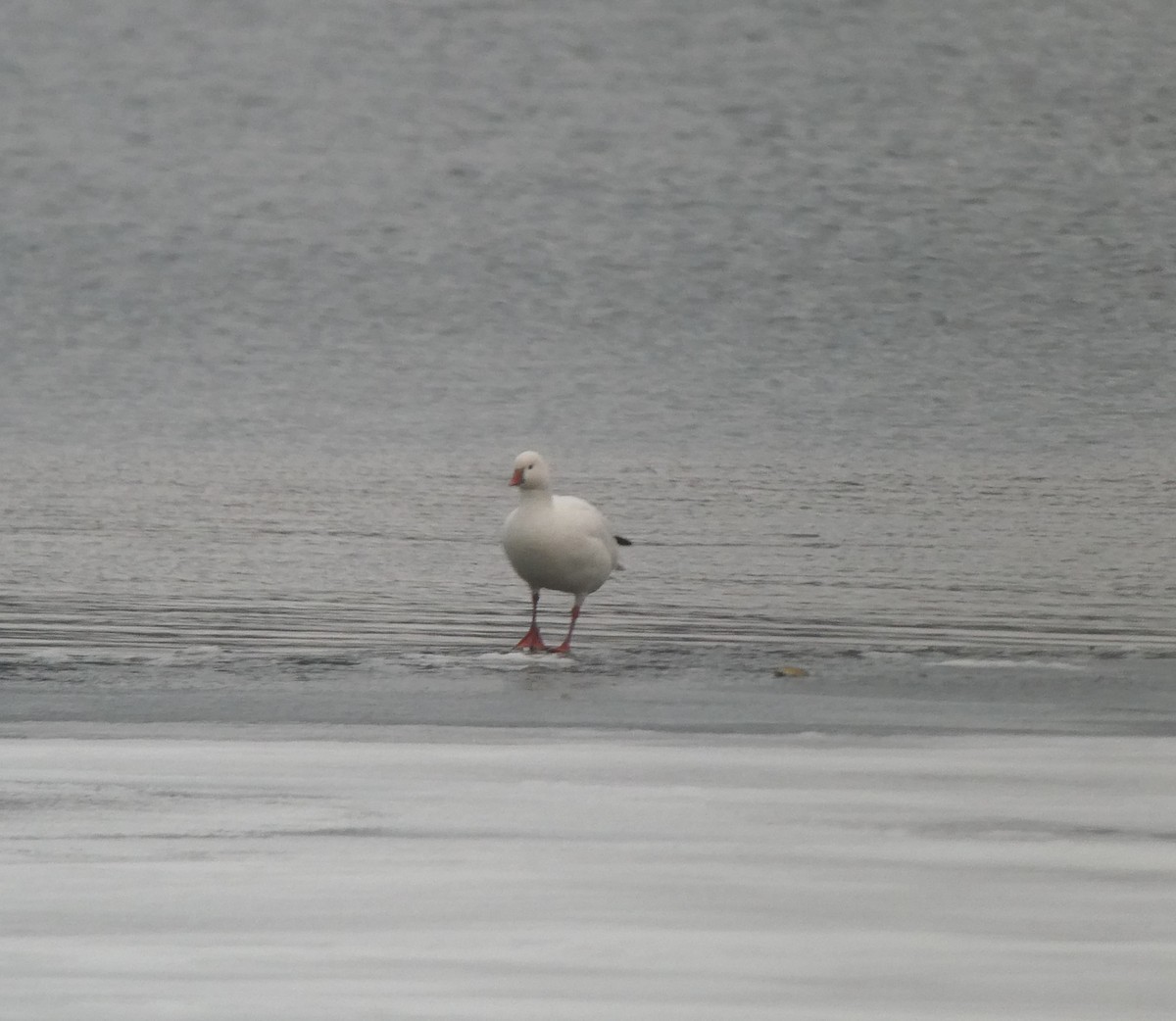 Ross's Goose - ML613037858