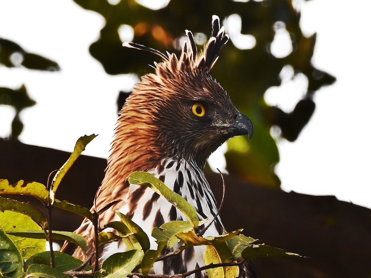 Changeable Hawk-Eagle - ML613037870