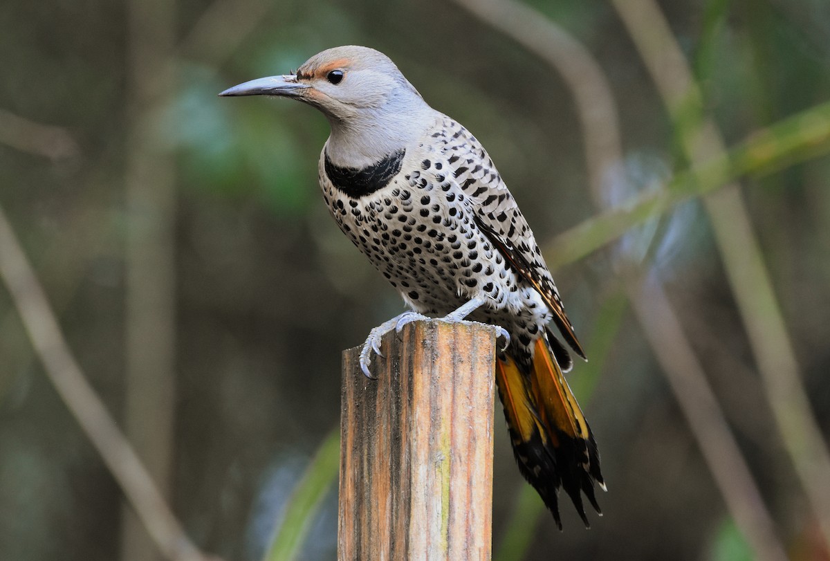 Northern Flicker (Yellow-shafted x Red-shafted) - Nikki Perkins