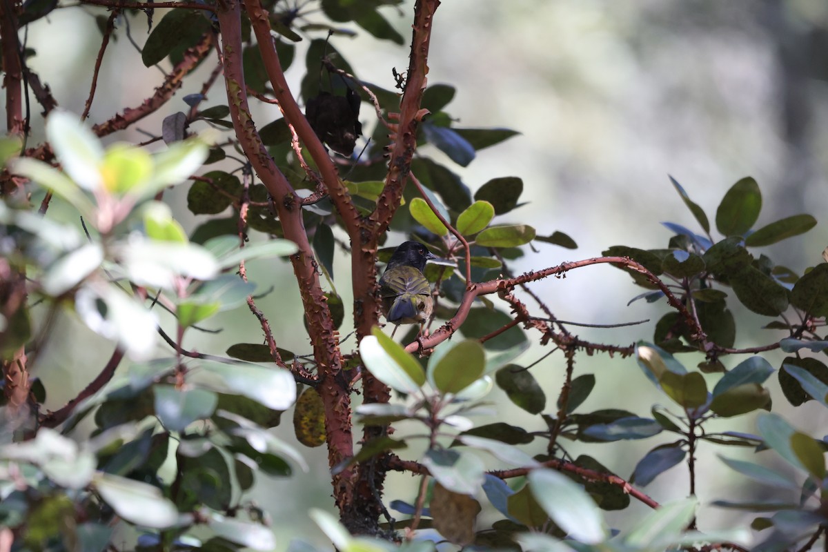 Spotted Towhee (Olive-backed) - ML613038024