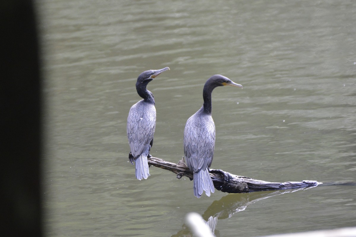 Neotropic Cormorant - ML613038035