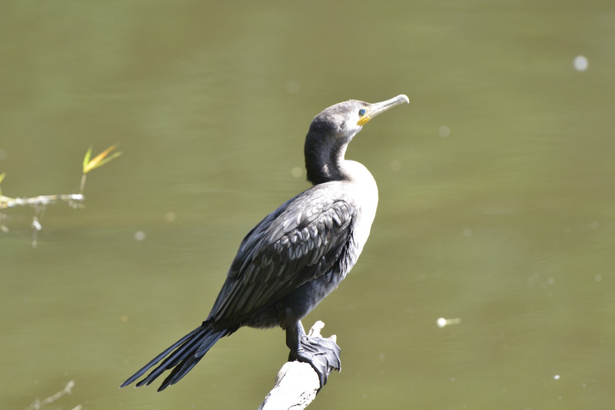 Neotropic Cormorant - ML613038038