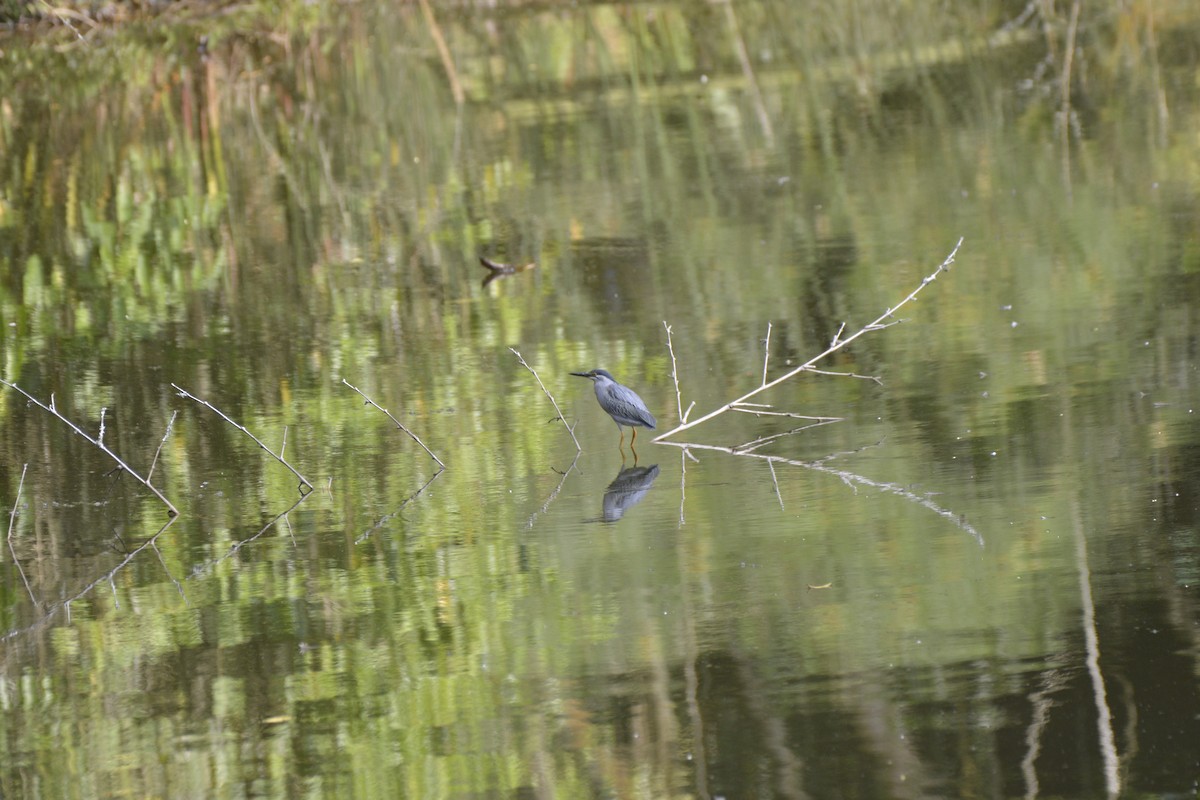 Striated Heron - ML613038047