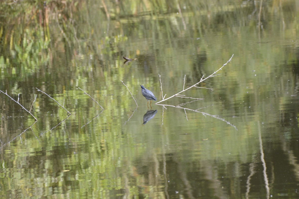 Striated Heron - ML613038050