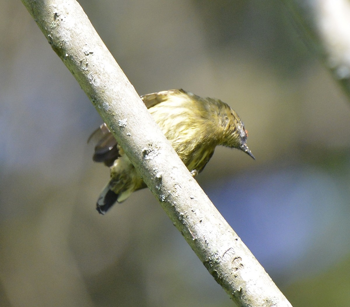 Olivaceous Piculet - ML613038083