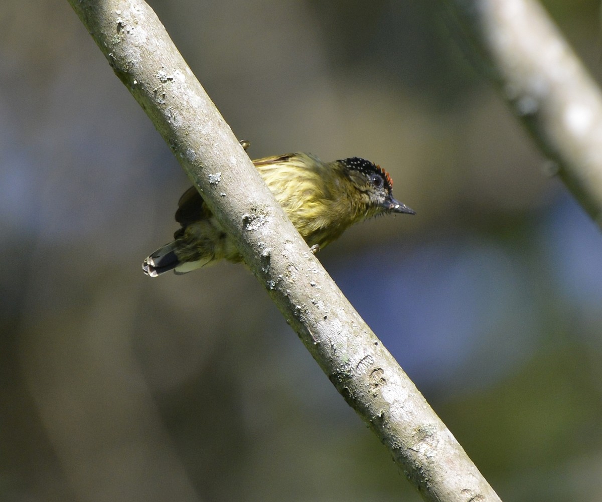 Olivaceous Piculet - ML613038085