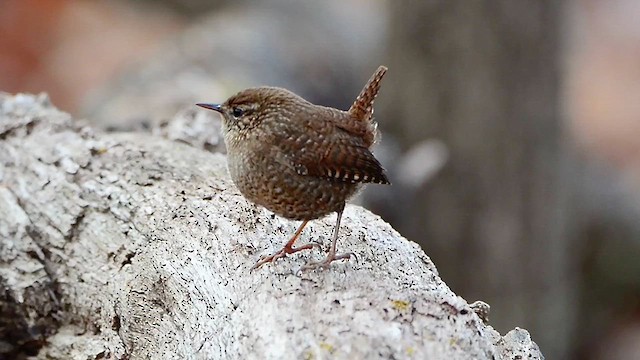 Troglodyte des forêts - ML613038148