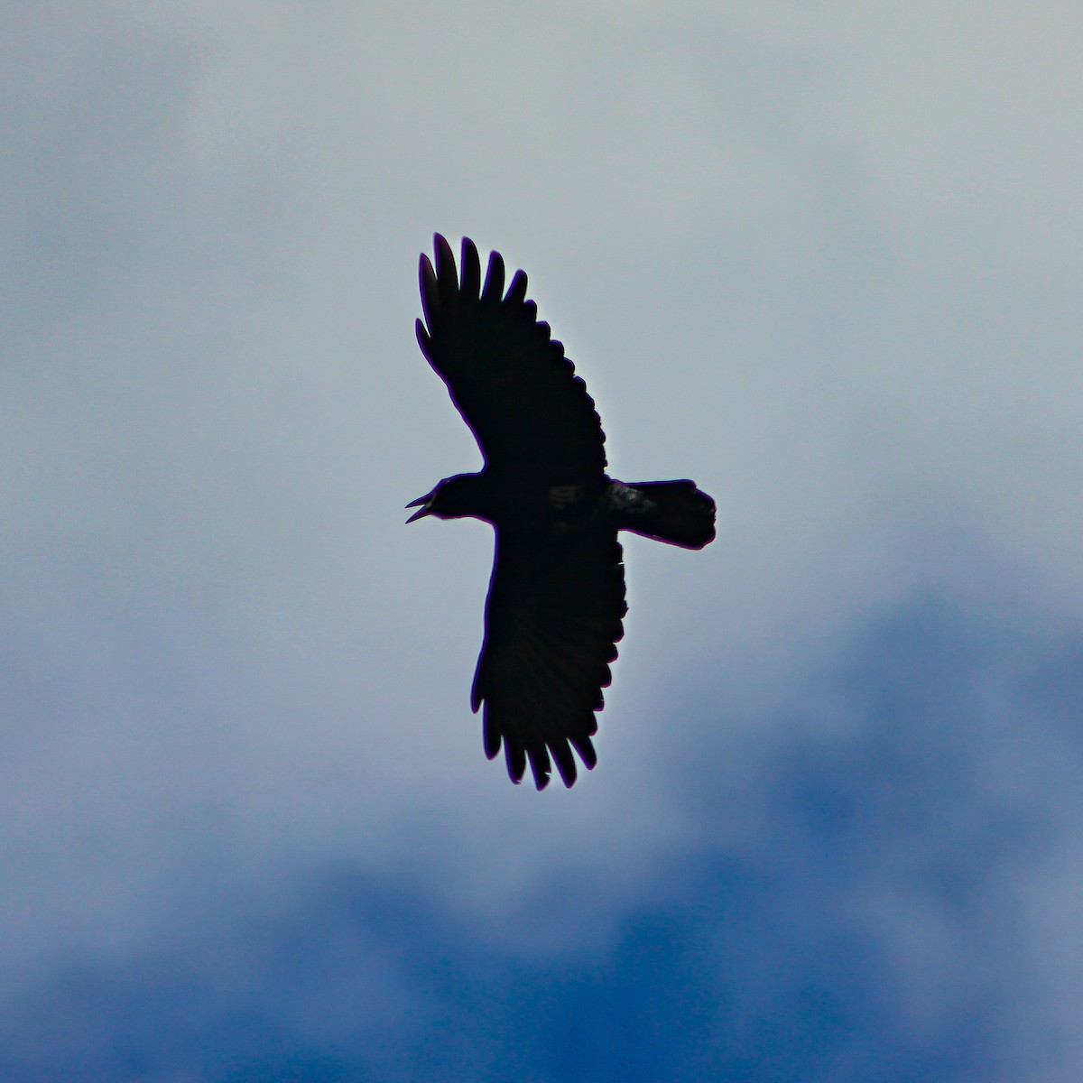 Cuban Palm-Crow - Abel Luis Simeón