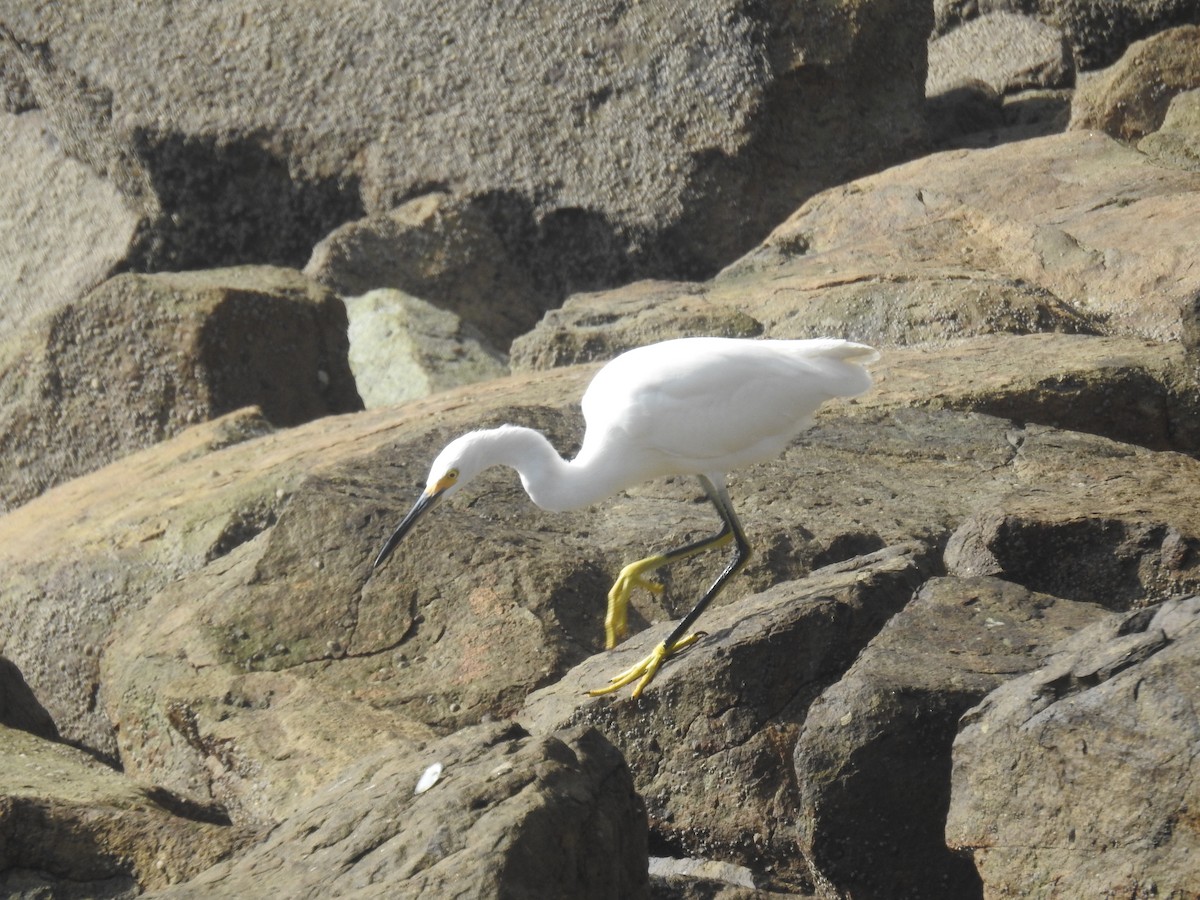 Snowy Egret - ML613038255