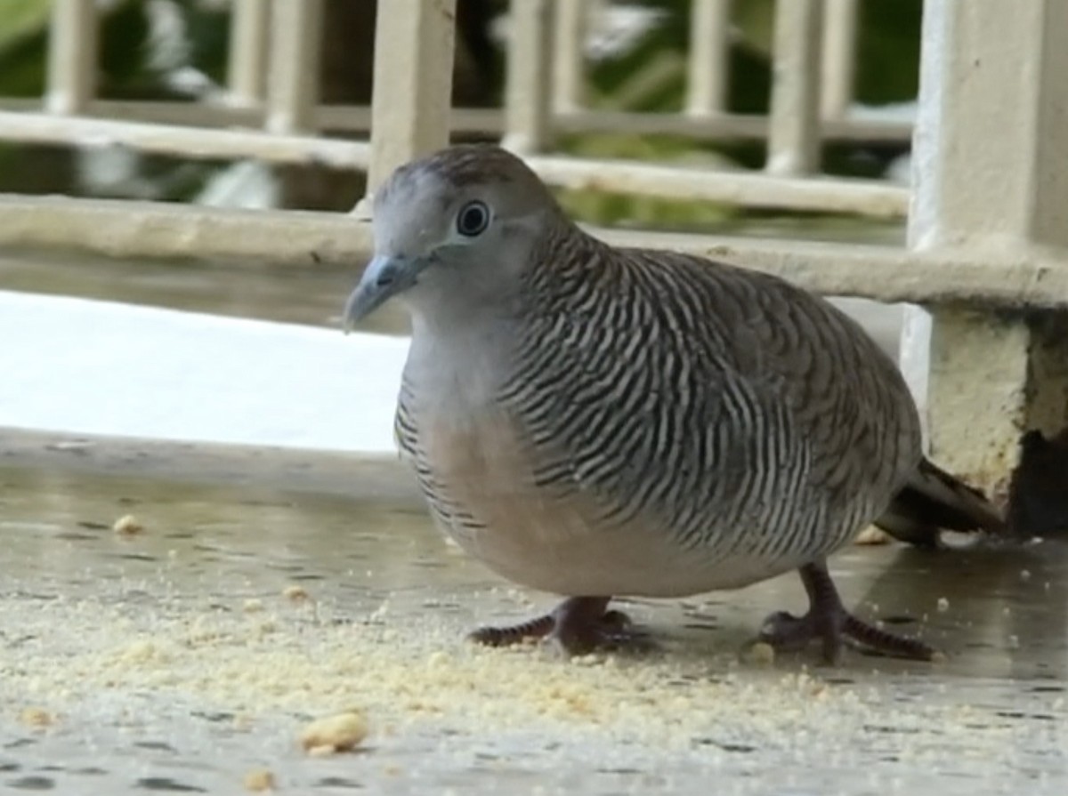 Zebra Dove - Tommy Pedersen