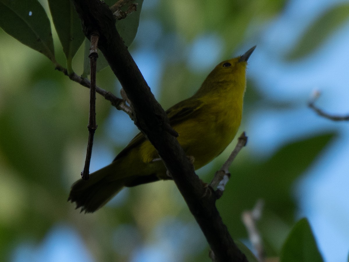 Yellow Warbler (Golden) - Ava Kornfeld