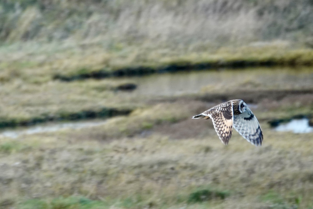 Short-eared Owl - ML613038389