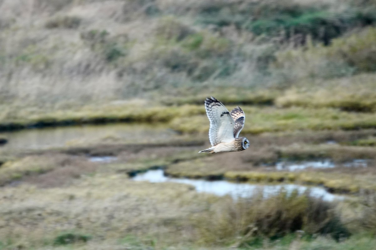 Hibou des marais - ML613038416