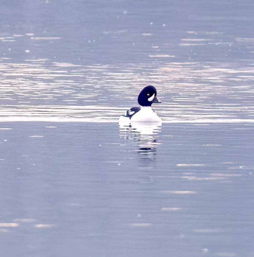 Barrow's Goldeneye - Robin Ohrt