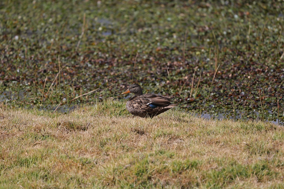 Mexican Duck - ML613038489